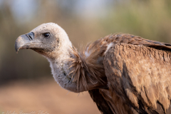 White-backed Vulture