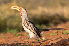 Hornbill