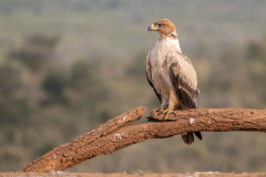 Tawny Eagle