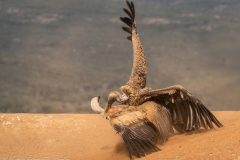 White-backed Vulture