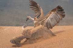 White-backed Vulture