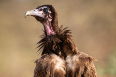 Hooded Vulture