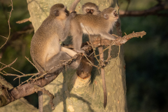 Vervet Monkeys