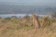 Male Cheetah
