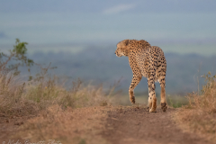 Male Cheetah