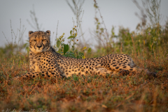 Female Cheetah