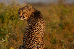 Female Cheetah