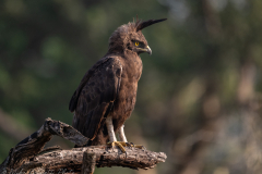 Long-Crested Eagle