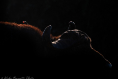 Oxpecker on Buffalo