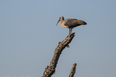 Hadada Ibis