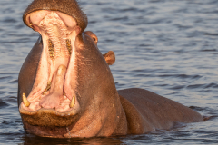 Hippo