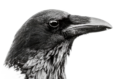 Pied Crow Head Detail